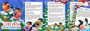 9 января отмечаем День снегиря! 9 января отмечаем День снегиря!.