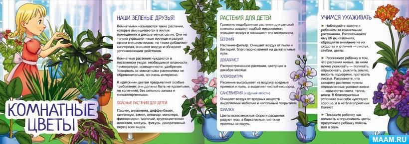января - Международный день благодарности комнатным растениям января - Международный день благодарности комнатным растениям.